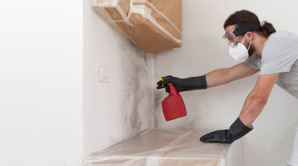 Professional Mold Remediation technician working in Lewisville, WA